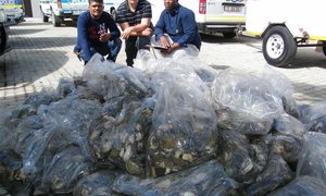 Mariene Inspekteurs slaan Perlemoen slag